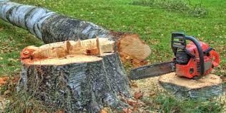 Reliable Martinsville, NJ Tree Care Services Solutions