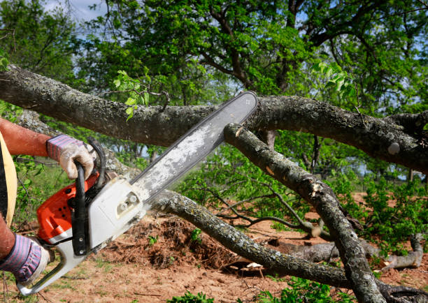 How Our Tree Care Process Works  in  Martinsville, NJ